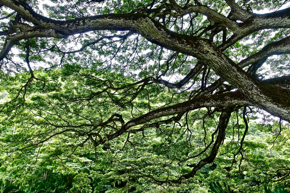 Hawaii natural sunlight