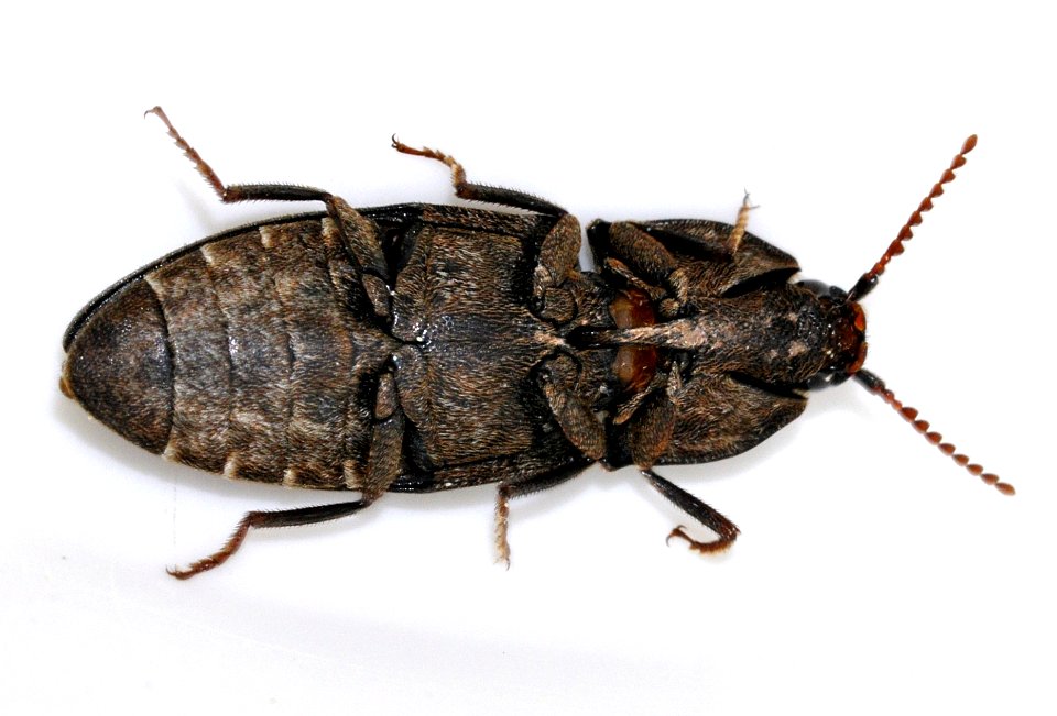 Agrypnus-murinus-07-fws