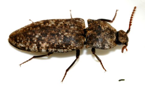 Agrypnus-murinus-05-fws