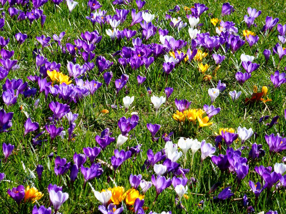Spring garden tubers
