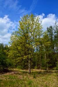 Ahorn_Dresdner_Heide_Frühjahr