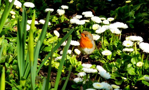 Old world flycatcher fast blow garden