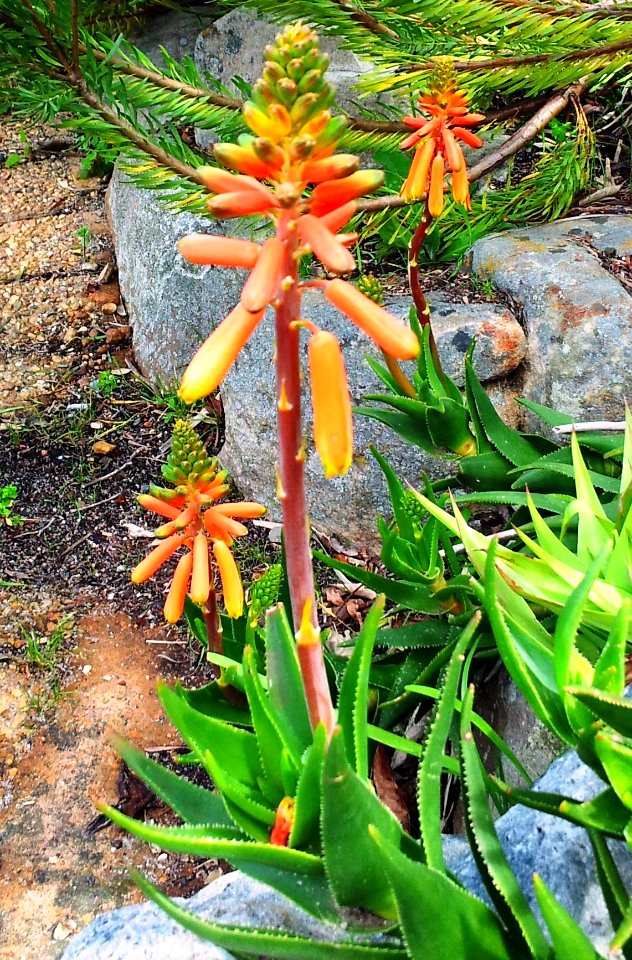 Agulhas_Aloe_-_A_juddii_-_Cape_6