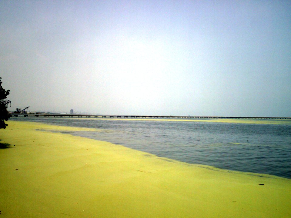 Aguas_del_lago_de_Maracaibo_contaminadas_por_Lemna_02