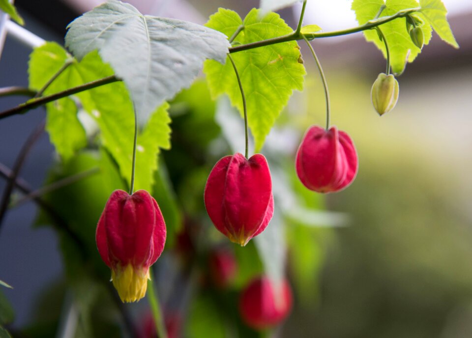 Flower lanterns on the fuchsias bell begonia
