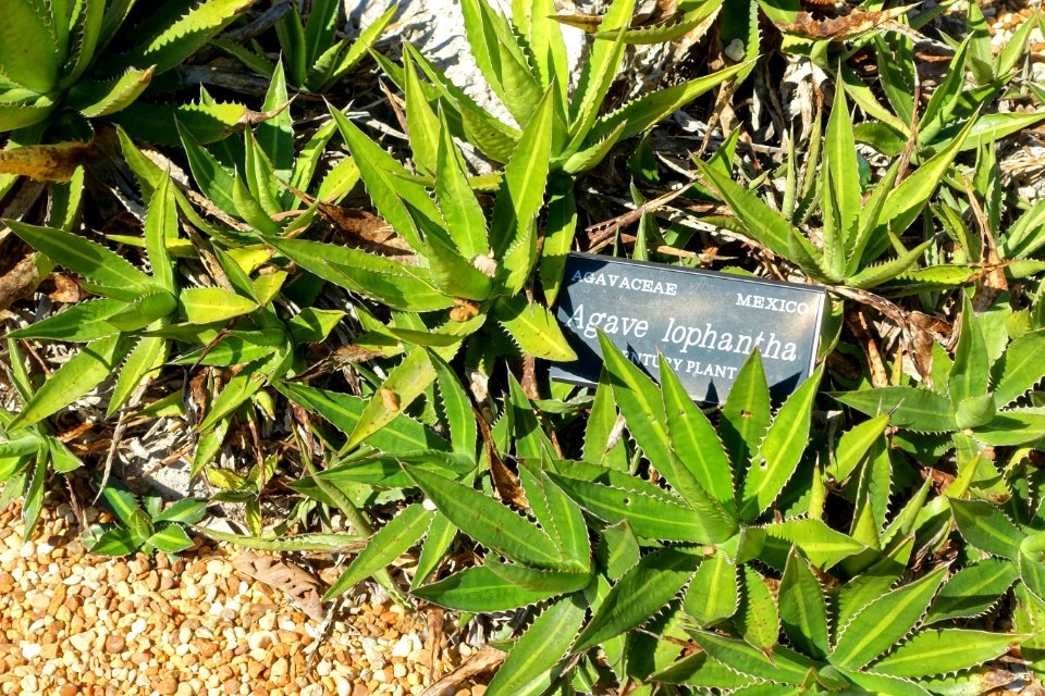 Agave_univittata_(Agave_lophantha)_-_Marie_Selby_Botanical_Gardens_-_Sarasota,_Florida_-_DSC01305