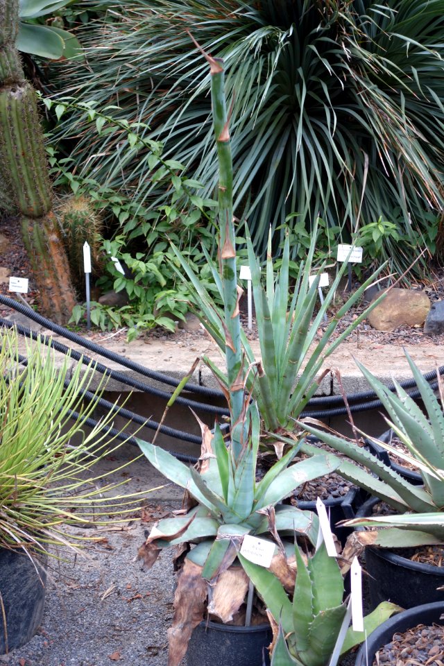 Agave_potatorum_-_Botanischer_Garten,_Dresden,_Germany_-_DSC08419