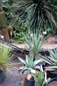 Agave_potatorum_-_Botanischer_Garten,_Dresden,_Germany_-_DSC08419