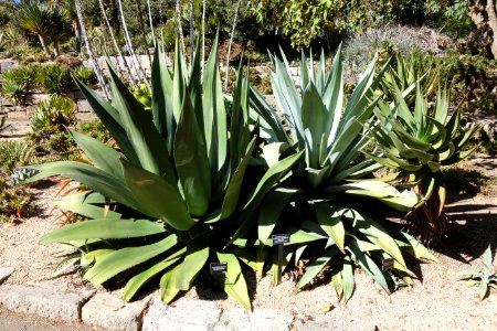Agave_salmiana_-_San_Francisco_Botanical_Garden_-_DSC09789