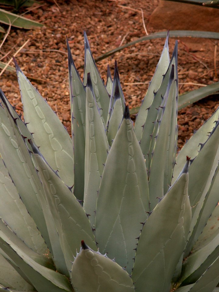Agave_parryi,_2015-03-13,_Phipps_Conservatory,_02