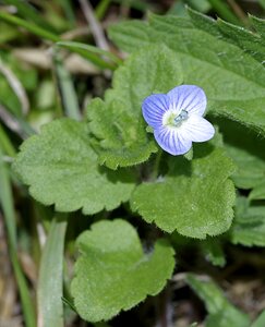 Tiny small blooming