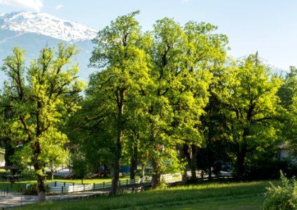 Ahornbäume_beim_Kloster_St._Martin photo