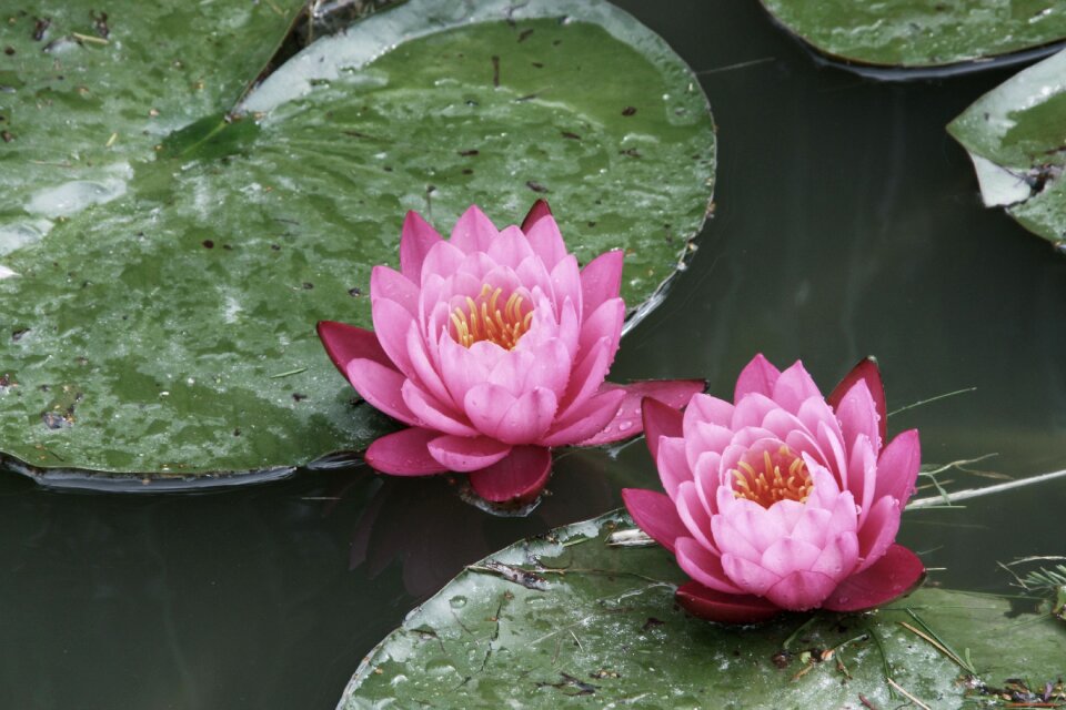 Summer pond water
