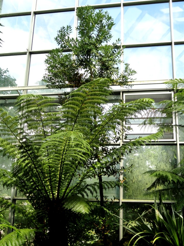 Agathis_ovata_-_Palmengarten_Frankfurt_-_DSC01879