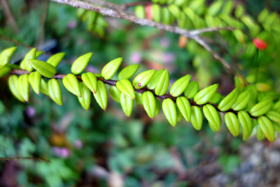 Agapetes_serpens_-_San_Francisco_Botanical_Garden_-_DSC09943
