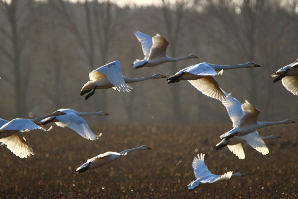 Arable field migratory bird