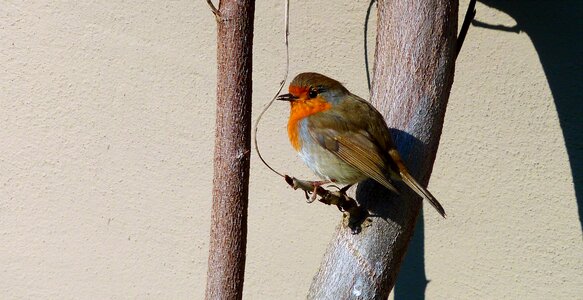 Old world flycatcher fast blow garden photo