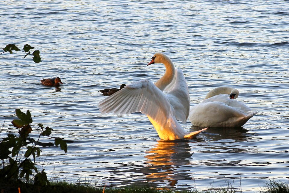 Water bird water nature