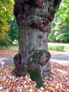 Ahorn_Bad_Kissingen,_1