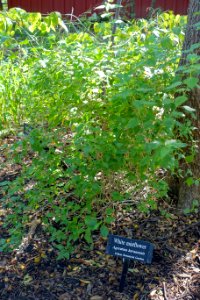 Ageratina_havanensis_-_Zilker_Botanical_Garden_-_Austin,_Texas_-_DSC09017