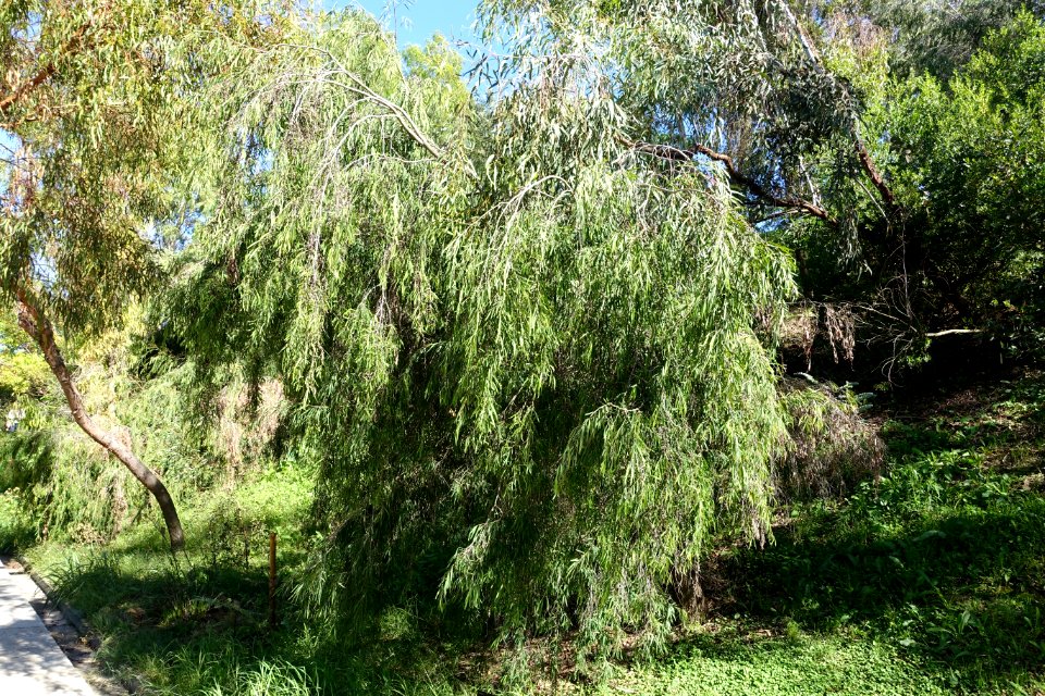 Agonis_flexuosa_-_Jardín_Botánico_de_Barcelona_-_Barcelona,_Spain_-_DSC08965