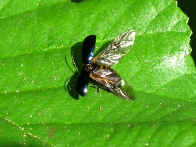 Agelastica_alni_(Alder_leaf_beetle),_showing_wings,_Arnhem,_the_Netherlands photo