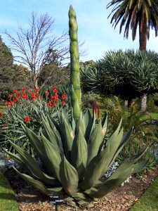 Agave_salmiana_in_Melbourne_botanic_gardens_20180726-020