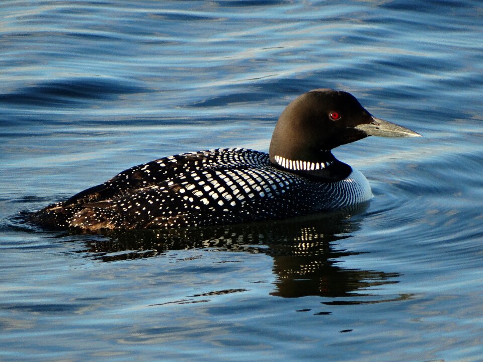 Loon nature bird