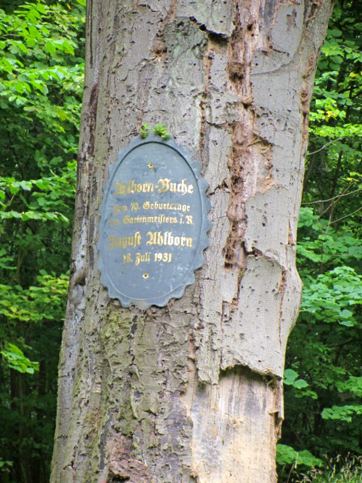 Ahlbornbuche_Detail