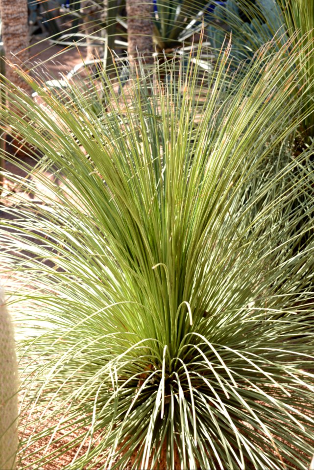 Agave_stricta_(Jardin_Majorelle)