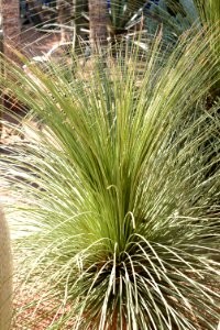 Agave_stricta_(Jardin_Majorelle)