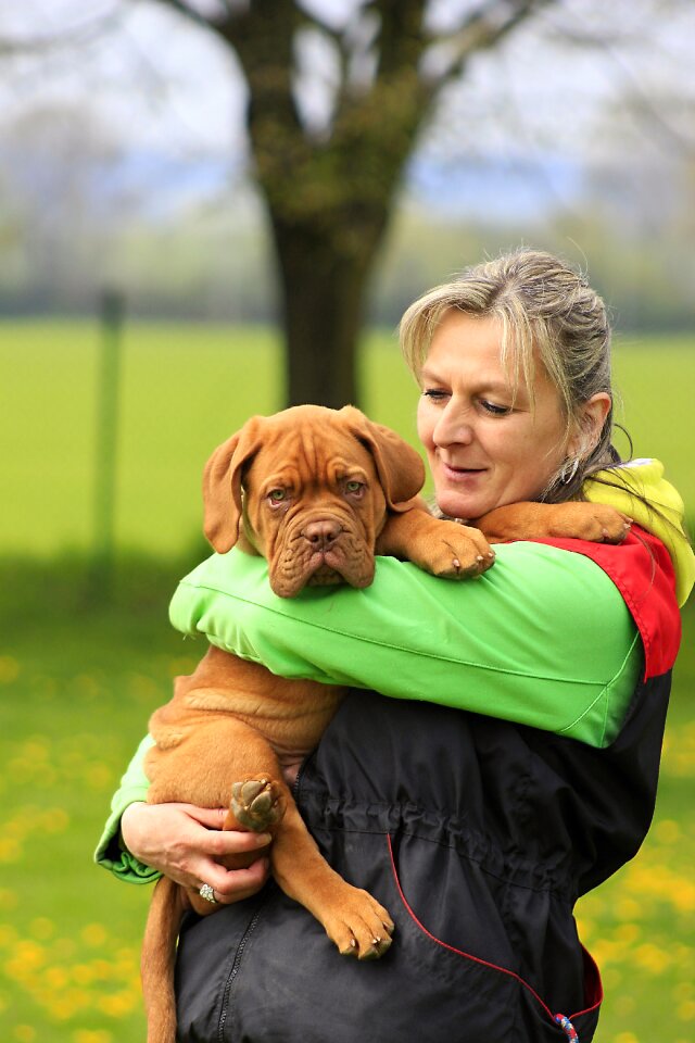 Mastiff de french