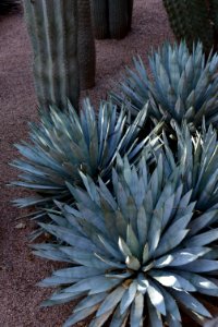 Agave_macroacantha_(jardin_Majorelle)