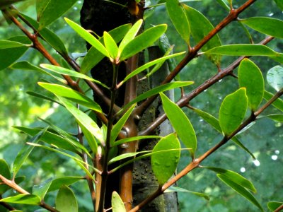 Agathis_ovata_-_Palmengarten_Frankfurt_-_DSC01880