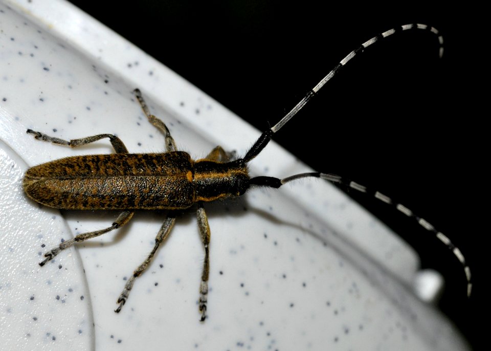 Agapanthia-villosoviridescens-14-fws