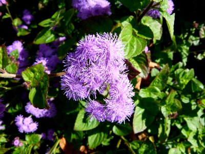 Ageratum_houstonianum