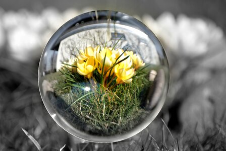 Glass ball ball flowers