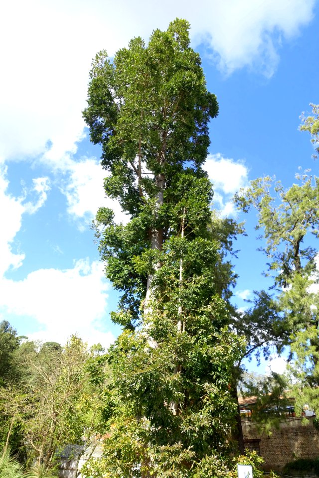 Agathis_robusta_-_Orto_botanico_-_Rome,_Italy_-_DSC09972