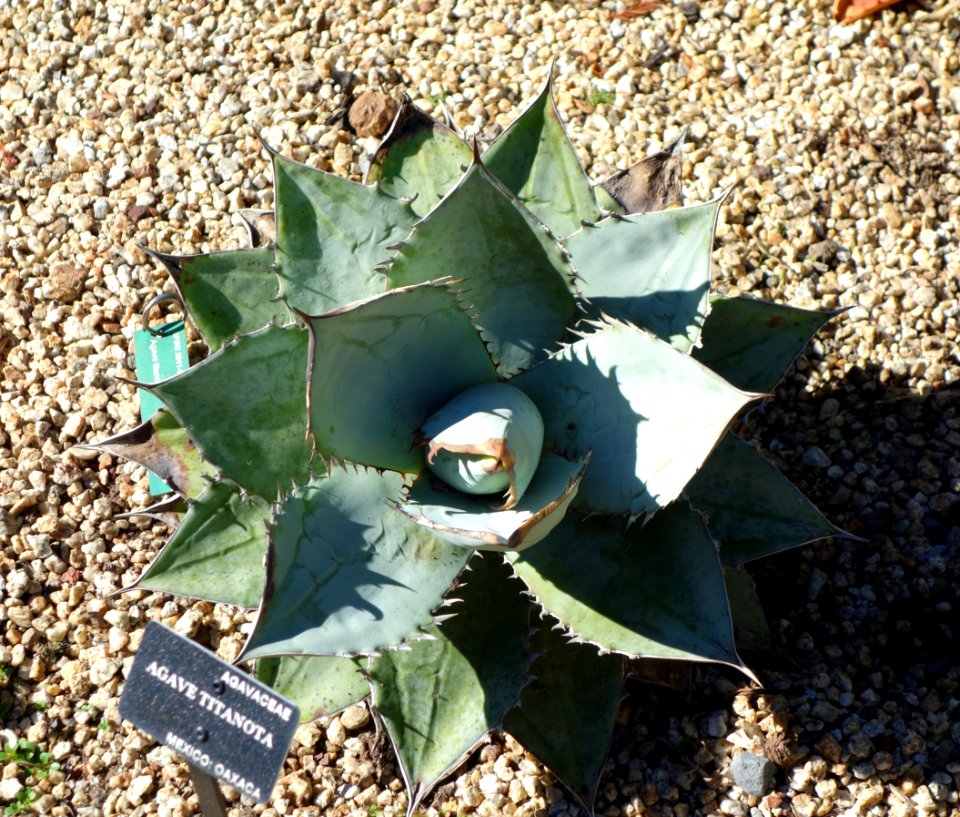 Agave_titanota_-_San_Francisco_Botanical_Garden_-_DSC09795