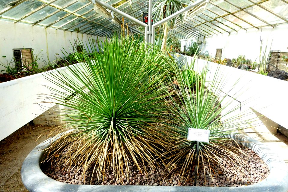Agave_stricta_-_Orto_botanico_-_Rome,_Italy_-_DSC09982