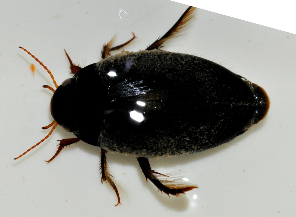 Agabus-bipustulatus-02-fws
