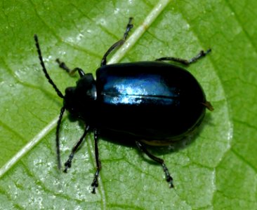 Agelastica-alni-01-fws