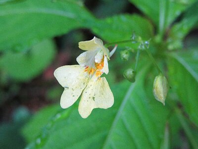 Nature plants summer