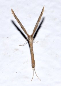 Agdistis-adactyla-02-fws