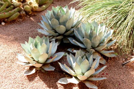 Agave_parryi_(Jardin_Majorelle)