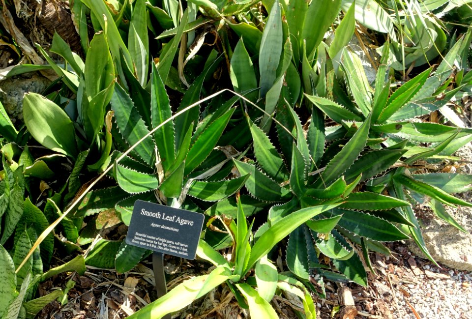 Agave_horrida_(Agave_desmetiana)_-_Mounts_Botanical_Garden_-_Palm_Beach_County,_Florida_-_DSC03618