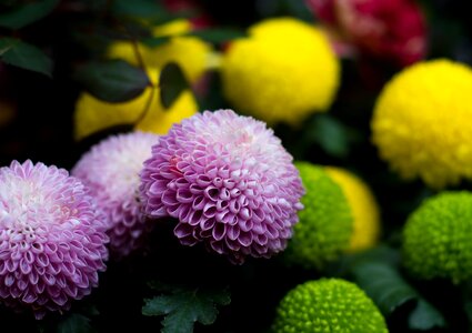 Bright yellow wanshou daisy honeycomb daisy grass hibiscus