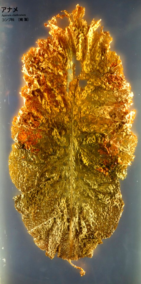 Agarum_clathratum_-_National_Museum_of_Nature_and_Science,_Tokyo_-_DSC07670