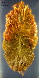 Agarum_clathratum_-_National_Museum_of_Nature_and_Science,_Tokyo_-_DSC07670