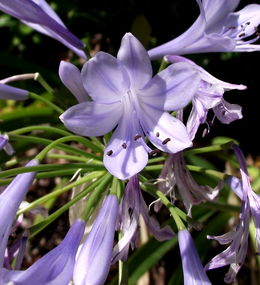 Agapanthus_africanus_'Blue'